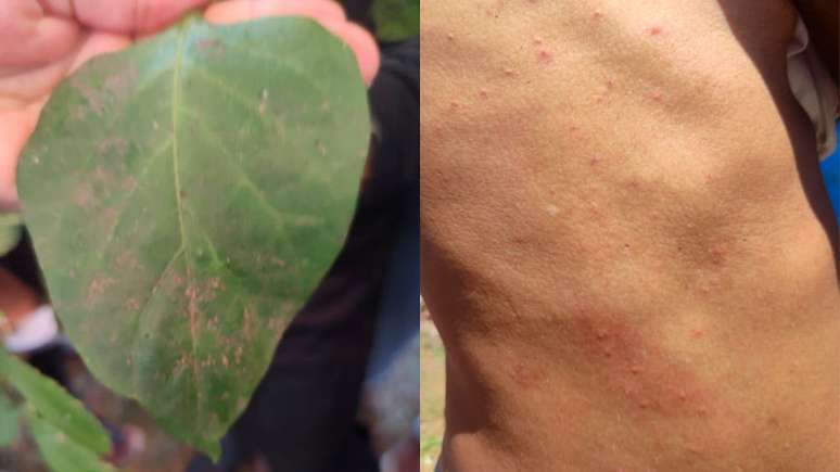 Residents denounce the damage caused by the pesticides used by the Camil owners