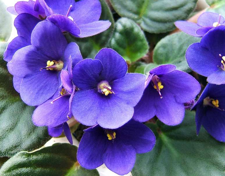 How to plant and care for African violets