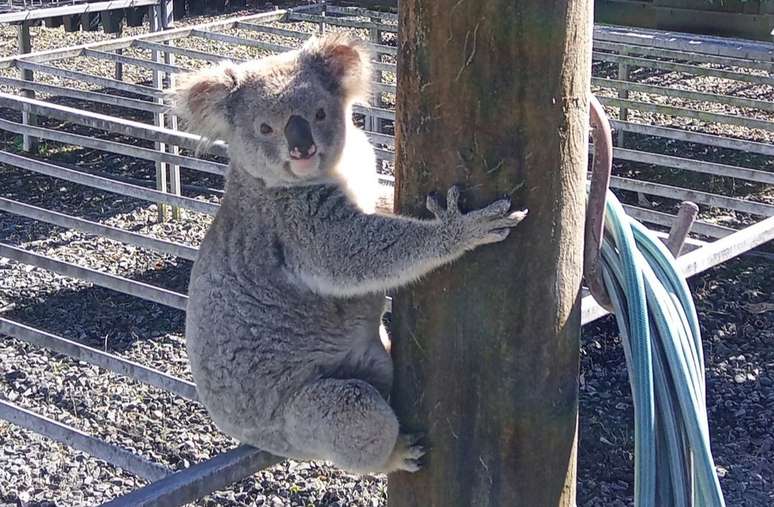 Coala é identificado como 'ladrão misterioso' após comer R$ 19 mil em mudas na Austrália