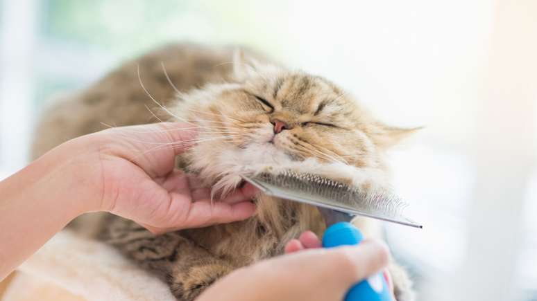Escovar os gatos é importante para remover os pelos mortos 