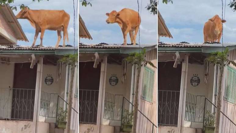 Ciclone no RS: vaca encontrada em cima do telhado Foto: Divulgação/Prefeitura de Estrela