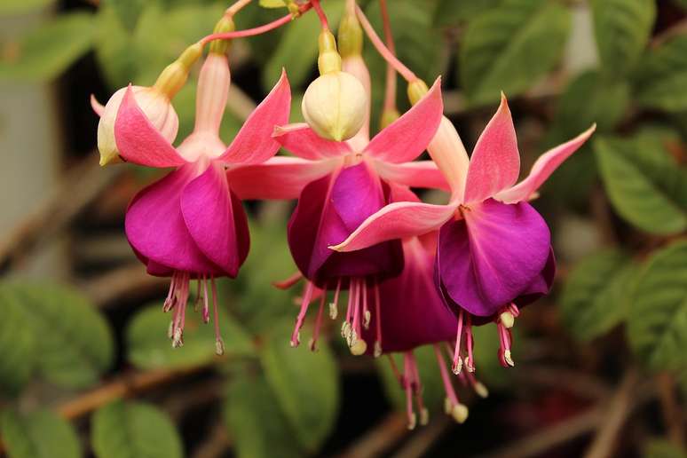 Princess earring: how to plant and grow the flower