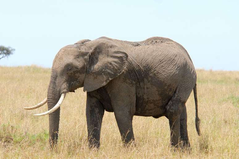 Os elefantes são exímios no uso de ferramentas e no pensamento abstrato, conseguindo até mesmo enganar humanos com sua inteligência (Imagem: dibrova/envato)
