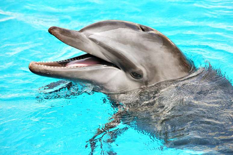Os golfinhos são mamíferos aquáticos extremamente comunicativos e espertos, tendo sotaques e nomes próprios e conseguindo até enganar seus treinadores quando em cativeiro (Imagem: macniak/Envato)