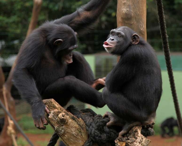Os chimpanzés têm grande capacidade comunicativa, não apenas grunhindo entre si, mas também conseguindo aprender linguagem humana de sinais — e são grandes utilizadores de ferramentas (Imagem: Jeremy Weate/CC-BY-2.0)