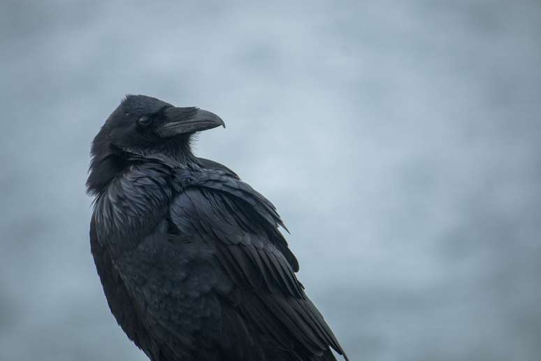 Os corvos estão entre as aves mais inteligentes do mundo, conseguindo fabricar ferramentas elaboradas e até mesmo com variações culturais (Imagem: Negative Space/Domínio Público)