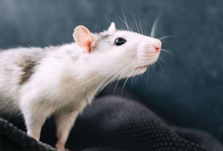 Os ratos não são usados em laboratório à toa — seu comportamento psicológico é semelhante ao nosso, e os pequenos roedores são ótimos em resolver problemas como labirintos (Imagem: nikki_meel/envato)