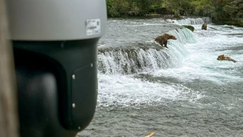 Câmeras foram colocadas no Parque Nacional Katmai, no Alasca, para a observação de ursos-pardos caçando salmão