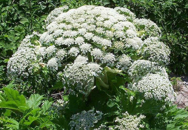 Planta venenosa queimou menina de quatro anos