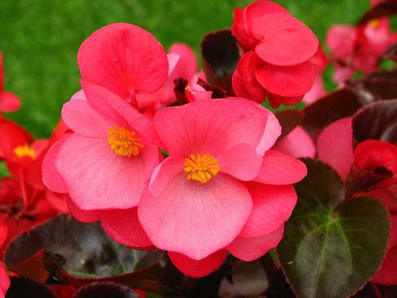 10 beautiful flowers to plant this spring
