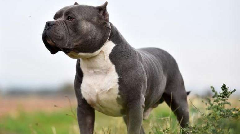 O American Bully XL não está sujeito a quaisquer restrições legais no Reino Unido