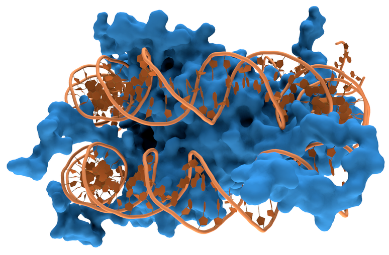 O que chamamos de histona é a parte azul da imagem, onde o DNA (em laranja) se enrola, dentro das células, formando a cromatina (Imagem: Thomas Splettstoesser/CC-BY-3.0)