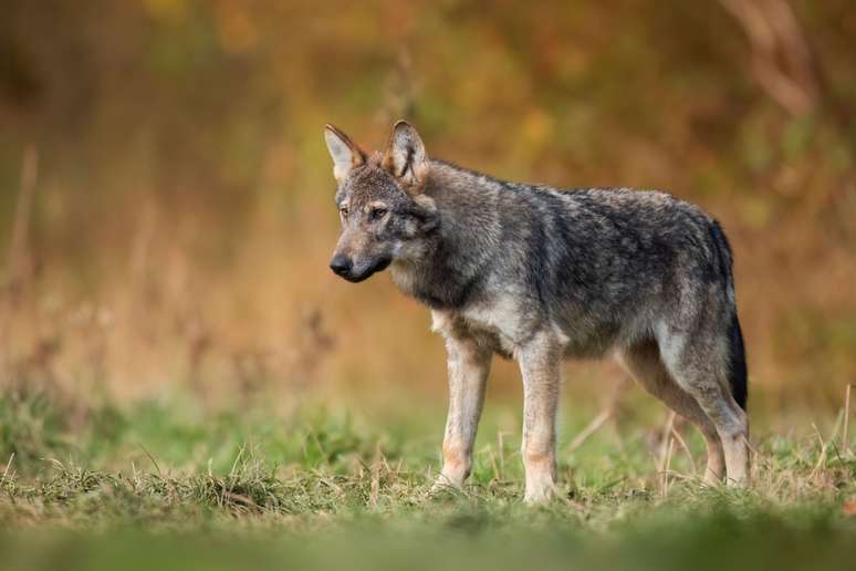 O lobo-cinzento é um parente próximo dos cães domesticados 