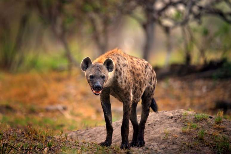 As hienas são conhecidas por sua risada característica e são encontradas principalmente na África 