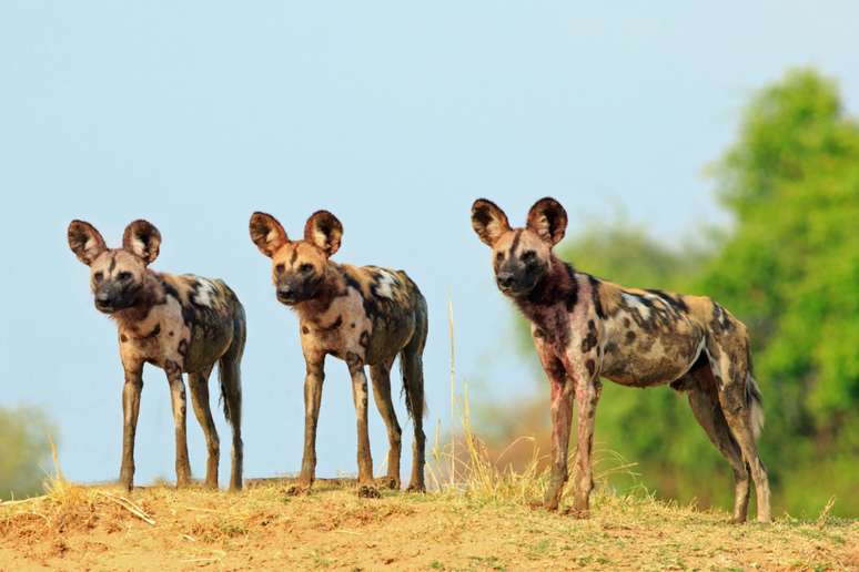 O cão-selvagem-africano vive em regiões da África subsaariana 