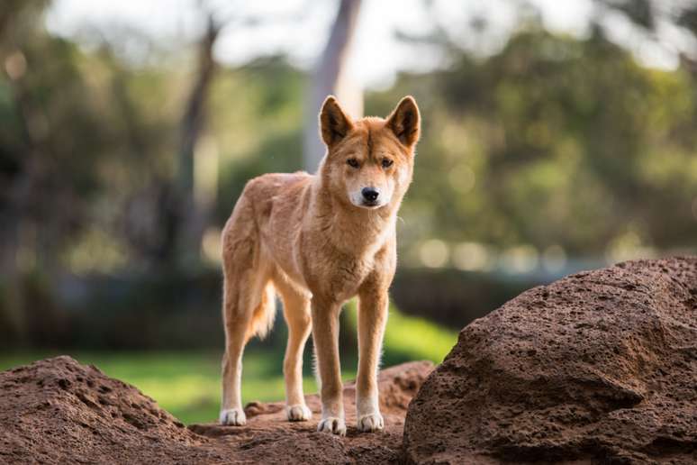 O dingo parece muito com o cachorro doméstico e é encontrado principalmente na Austrália 