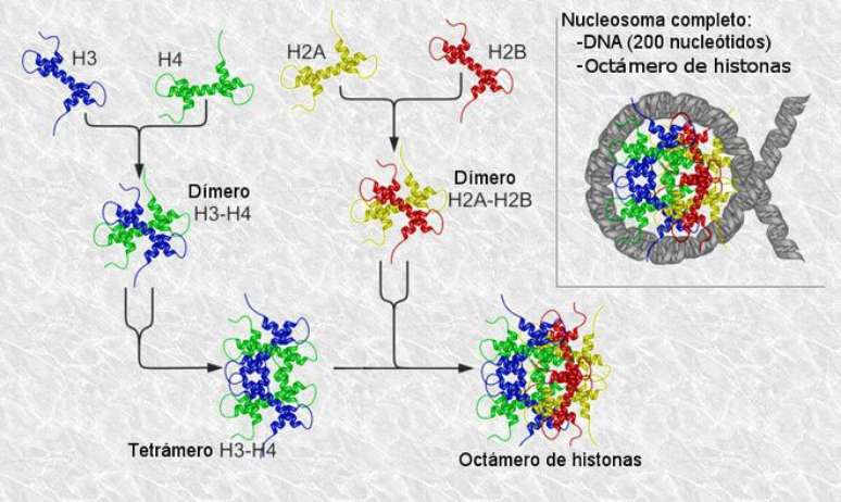 Estrutura do nucleossoma e formação de histonas para a estrutura do DNA — descobrir mais sobre a "arquitetura" das células e de seu código genético poderá ajudar a entender melhor a formação de doenças e sua prevenção (Imagem: Zephyris, Alejandro Porto/CC-BY-3.0)