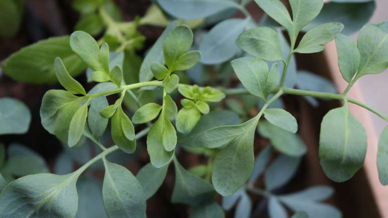 Tenha proteção com esta planta -