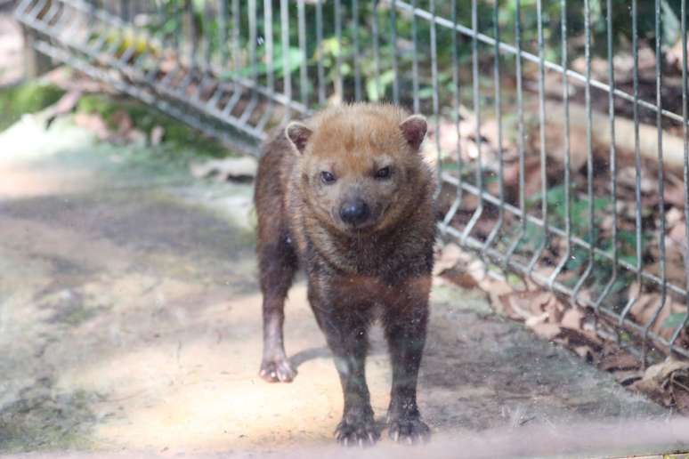 O cachorro-vinagre é pequeno e vive em áreas de florestas tropicais 