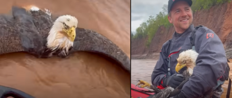 Homem salva águia de afogamento no Canadá
