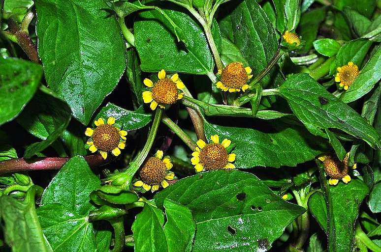Jambu, uma planta amazônica que deixa a língua dormente