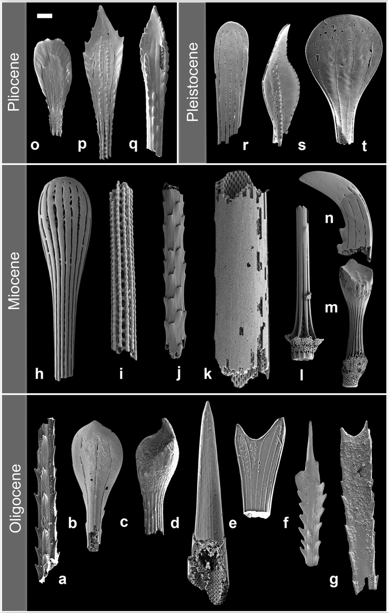 Algumas das espécies estudadas pelos cientistas — estes são equinoides do Oligoceno (36 milhões de anos atrás) ao Pleistoceno (11,7 mil anos atrás) (Imagem: Wiese et al./PLOS One)