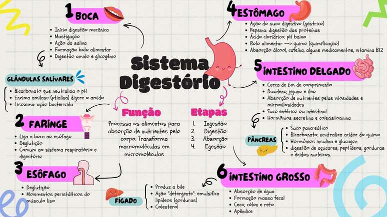 O Sistema Digestório humano envolve alguns dos maiores órgãos do corpo!