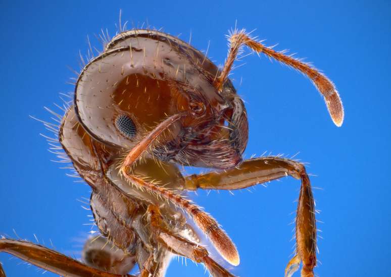 Nova espécie de formiga invasora chegou à Europa