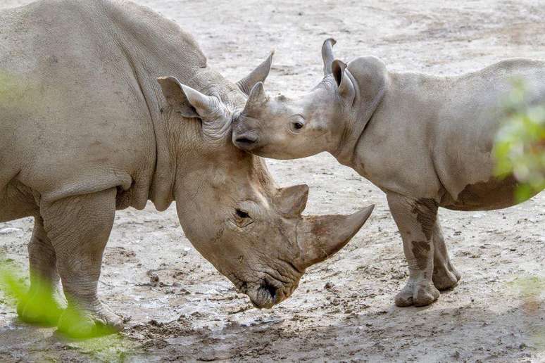 Rinocerontes do Zool&oacute;gico de Hellbrunn, na &Aacute;ustria