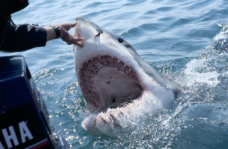 A hipótese é que esses tubarões estejam mordendo os fardos de cocaína, e abrindo essa droga na água