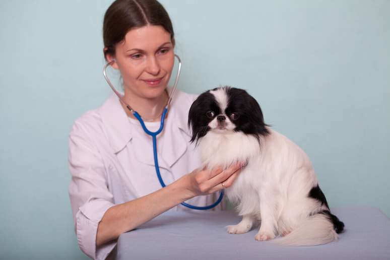 Problemas cardiovasculares nos pets podem ser prevenidos com cuidados simples