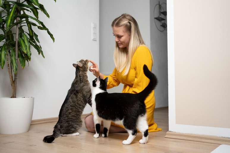Os gatos podem ser mais equilibrados e sociáveis quando têm a companhia de outro felino 