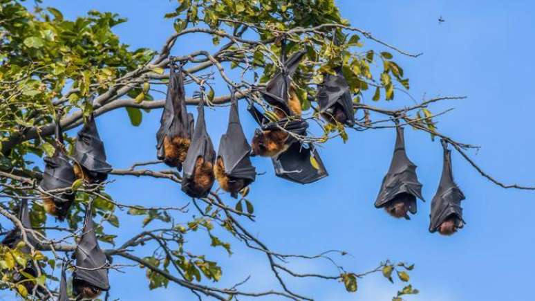 Morcegos do gênero Pteropus são os reservatórios do Nipah na natureza