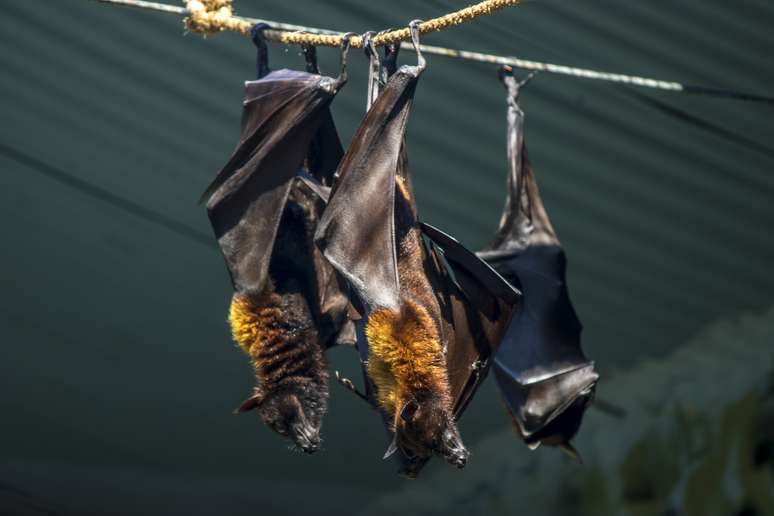 Rastreadores do vírus Nipah coletam amostras de morcegos e frutas na Índia