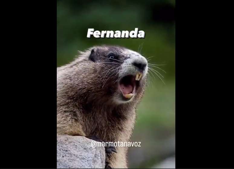 Marmota gritando viraliza nas redes sociais com nomes de brasileiros e diálogos engraçados