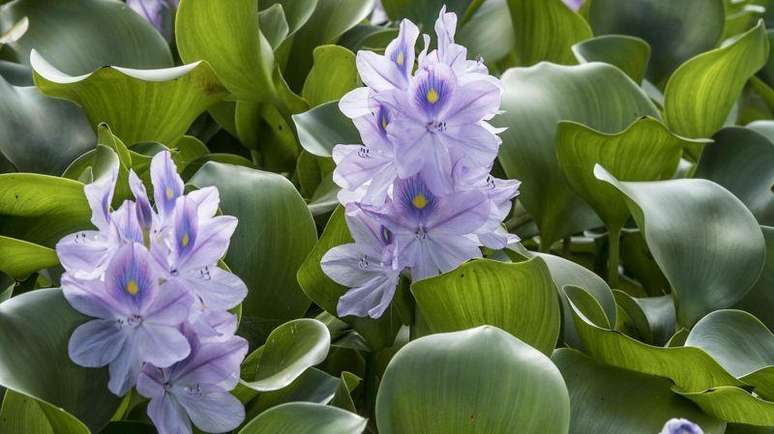 The Amazonian plant that has become the most dominant invasive species on the planet