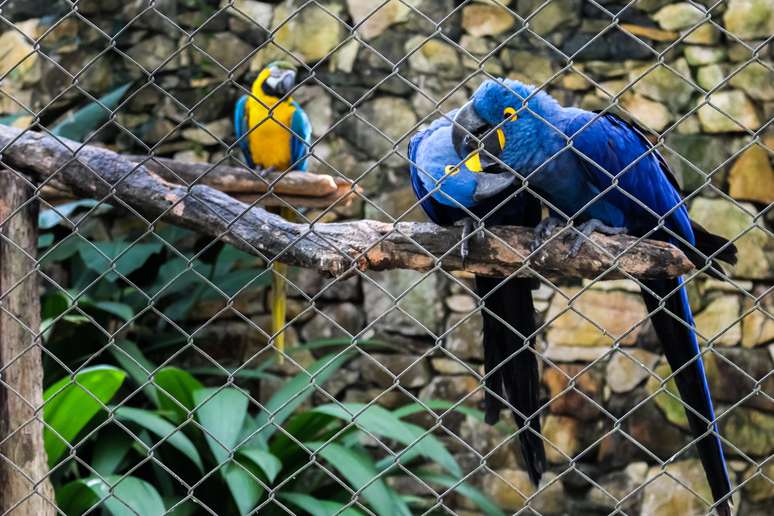 Esp&eacute;cies como a arara-azul-de-lear est&atilde;o no zool&oacute;gico 