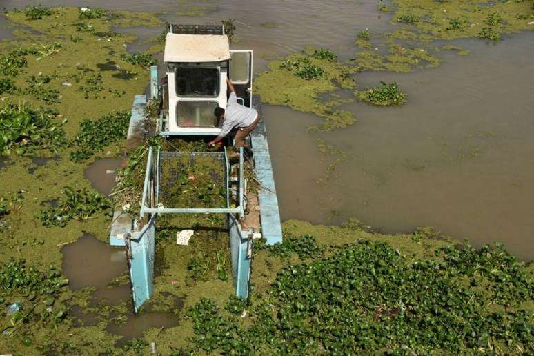In Iraq, the water hyacinth was introduced as a decorative plant and now major efforts are underway to eradicate it because it has invaded important water sources In Iraq, the water hyacinth was introduced as a decorative plant and now major efforts are underway to eradicate it because it has invaded important water sources