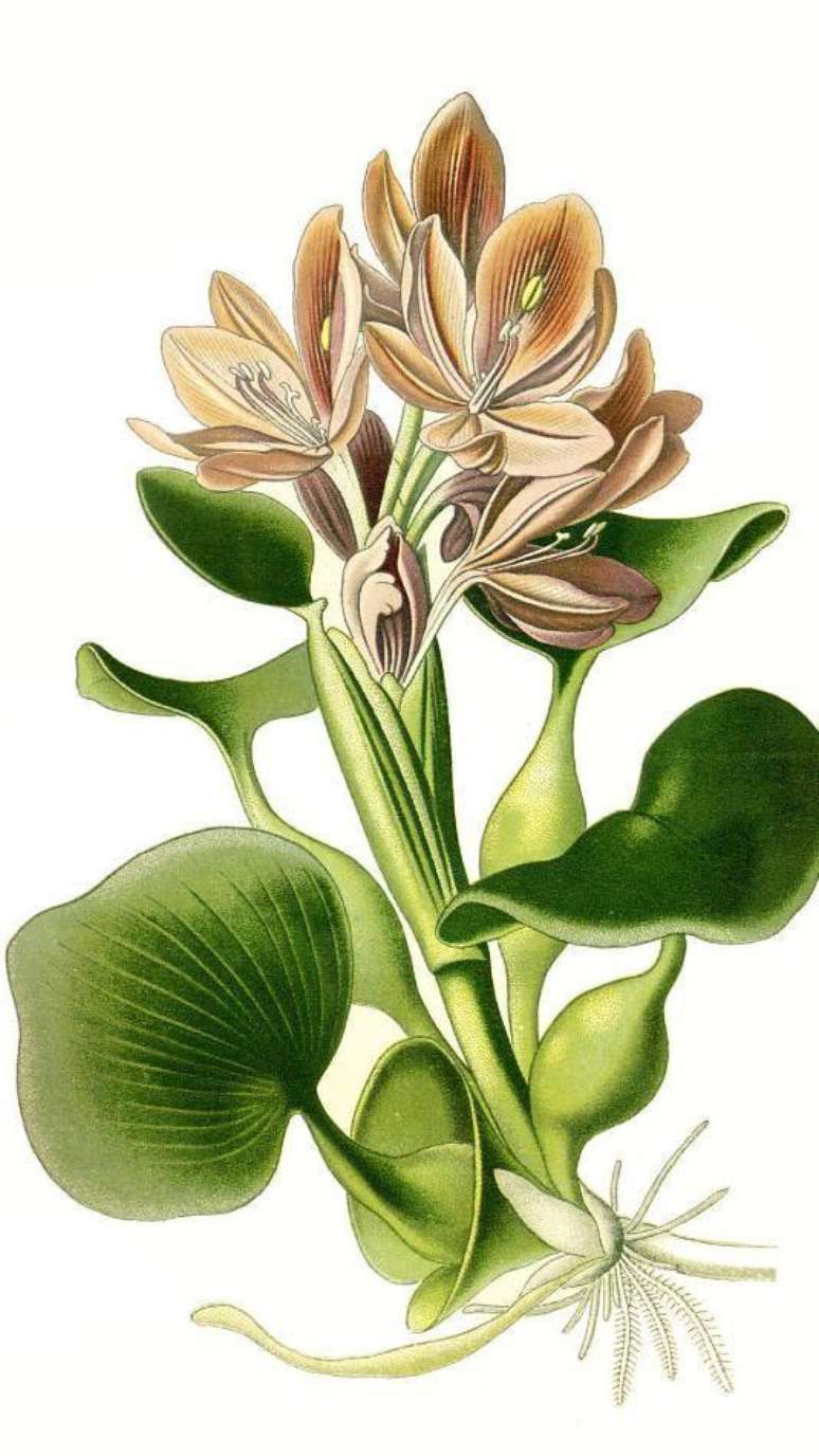 Water hyacinth is a plant that floats in water, so it has the ability to absorb all the nutrients it contains. Water hyacinth is a plant that floats in water, so it has the ability to absorb all the nutrients it contains.