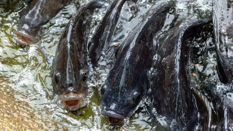 Mexicana tem pernas e braços amputados após comer peixe nos EUA