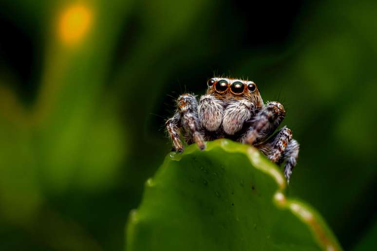 Grupo da Universidade Rice (EUA) levou o Ig Nobel de Engenharia Mecânica por trabalho de reanimar aranhas mortas