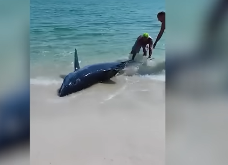 Tina Feuy e o marido Josh Fey encontraram tubarão encalhado em praia dos EUA