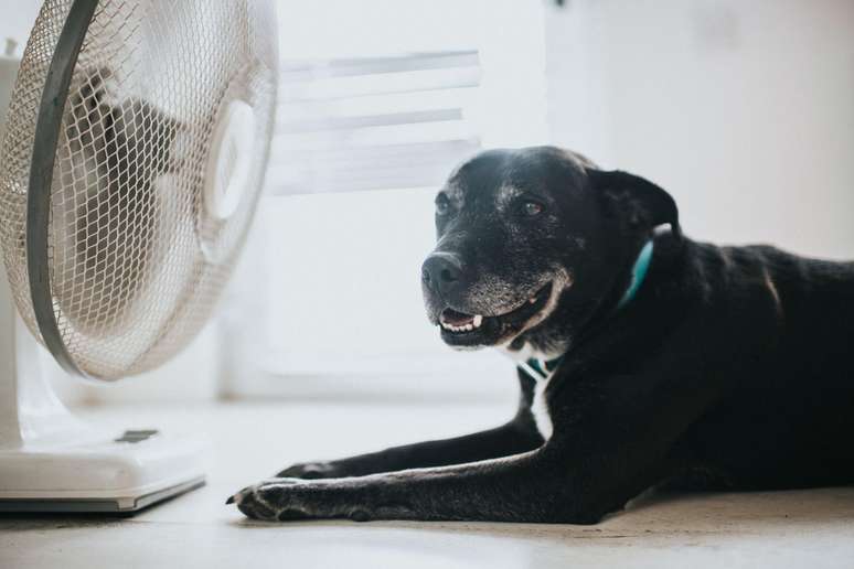 Há cuidados também a tomar para proteger os pets do calor extremo