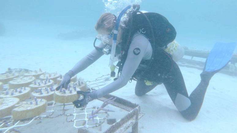 Taryn Foster afirma que o coral vem apresentando bom crescimento nas bases artificiais do seu experimento