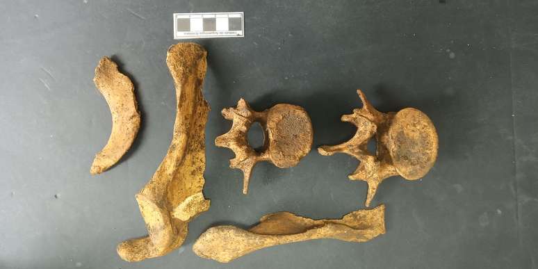 Material encontrado est&aacute; sendo levado para an&aacute;lises laboratoriais