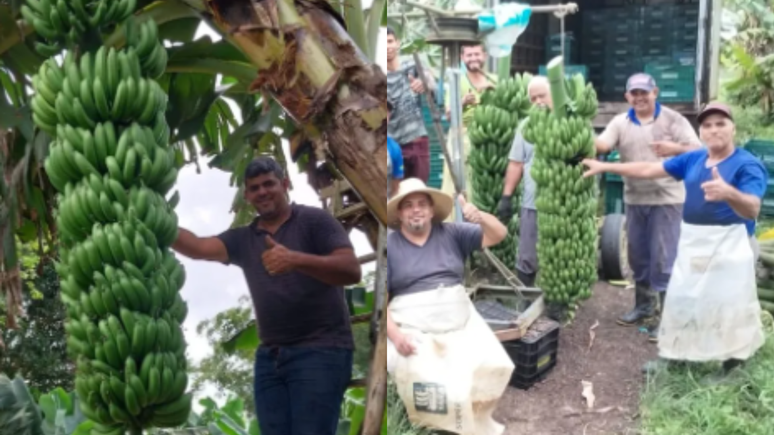 Família colhe cacho de banana com mais de 90 kg em SP