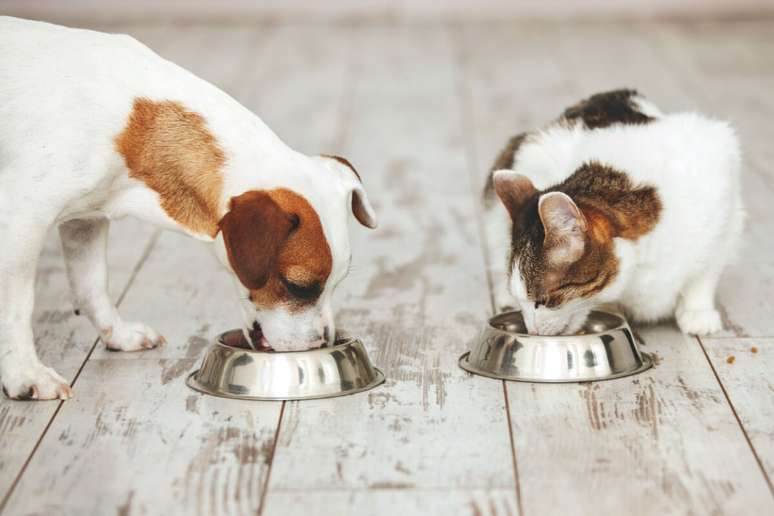 A alimentação úmida pode desempenhar um papel vital na nutrição e saúde de cães e gatos
