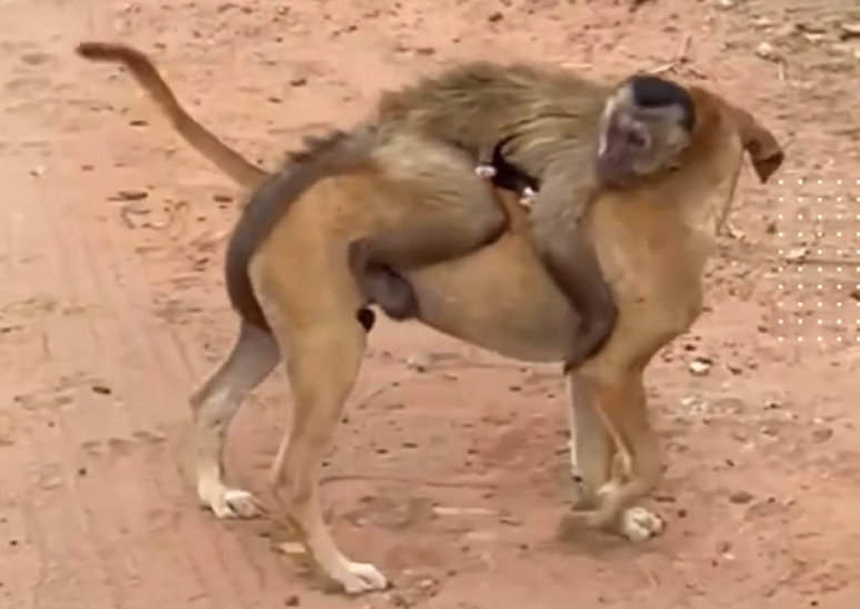 Macaco conhecido como 'Chico' sequestra animais no Piauí