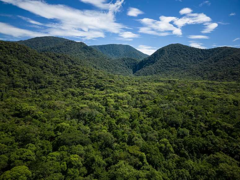 A floresta é um conjunto de árvores.