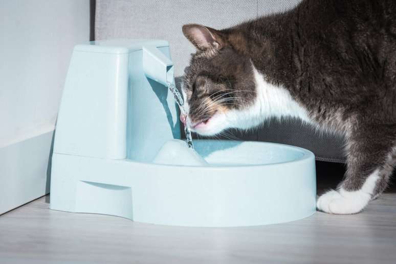 É importante trocar regularmente a água dos gatos para garantir que esteja sempre fresca